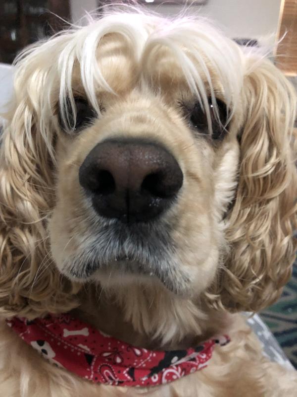 /Images/uploads/Friends of Seal Beach Animal Care Center/2022sbacc/entries/21579thumb.jpg